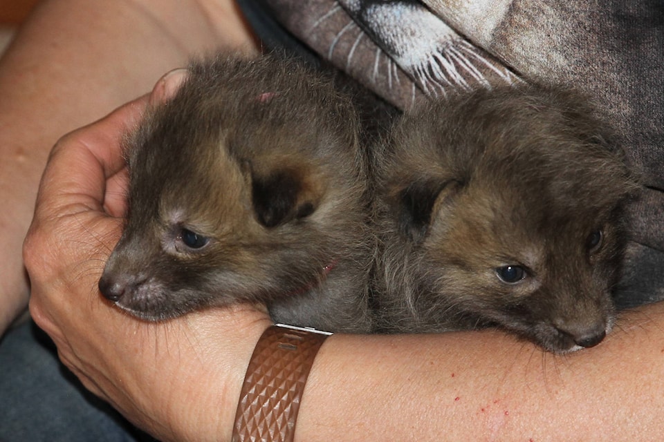 Northern Lights Wildlife shelter is nursing a trio of baby foxes back to health after their mother was injured in a trap. (Contributed photo)