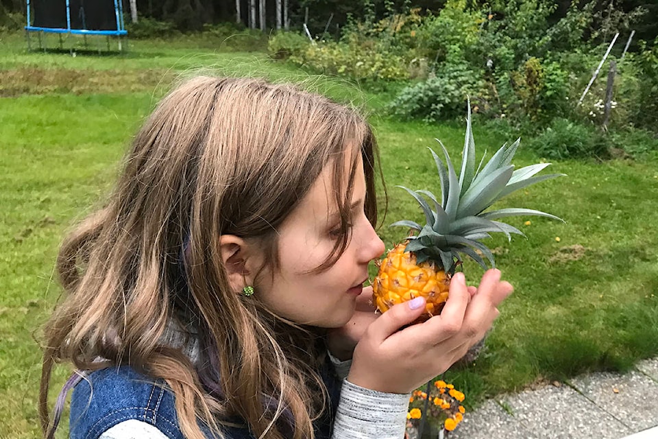 Emily Atkins, 10, takes a whiff of the pineapple she grew in Smithers. (Contributed photo)