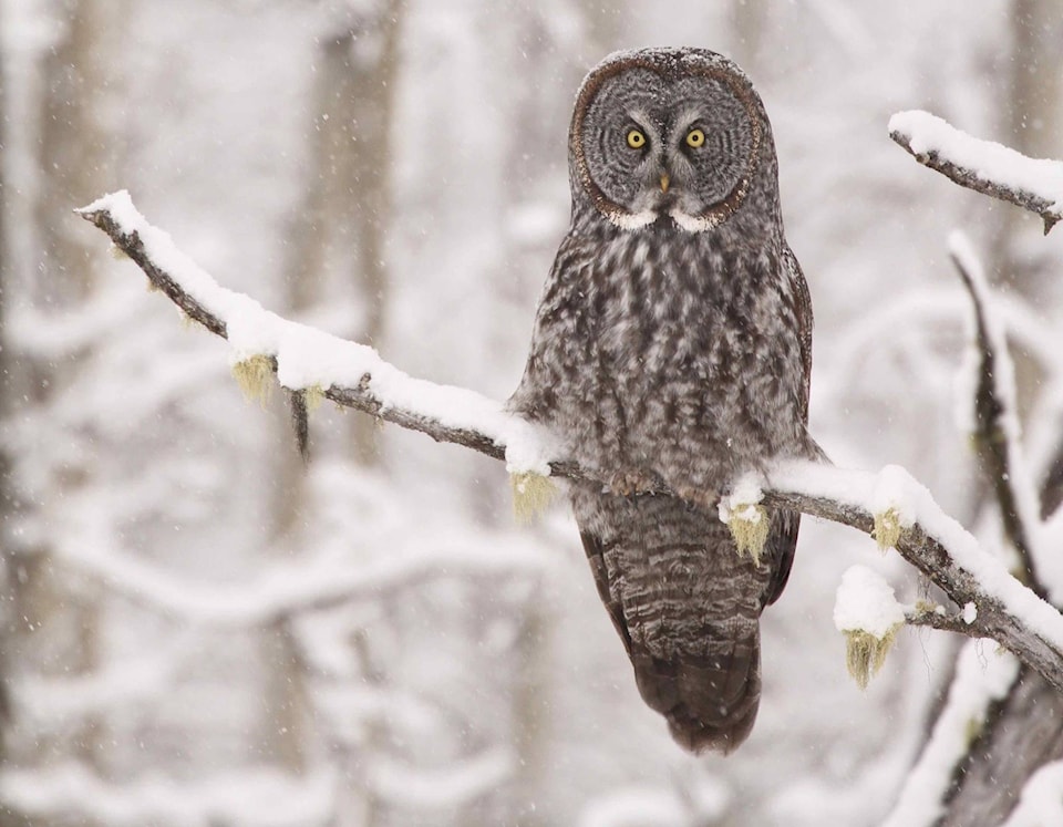 23807640_web1_210107-SIN-christmas-bird-count-great-grey-owl_1