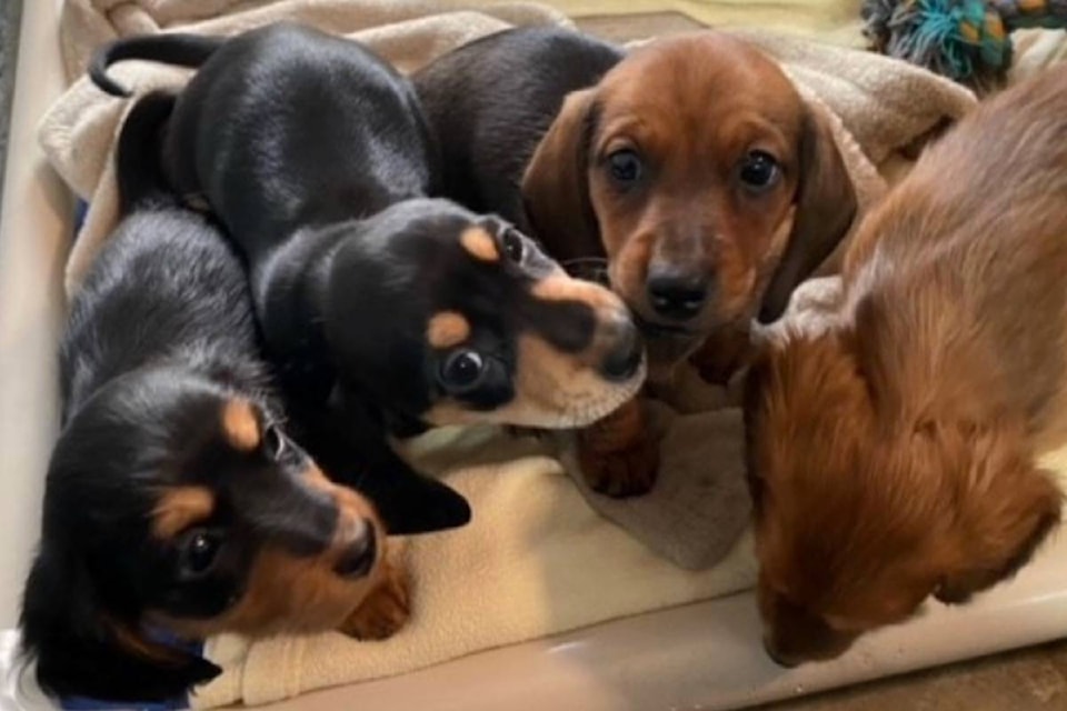 All of the dogs are miniature dachshunds. Photo: BC SPCA All of the dogs are miniature dachshunds. Photo: BC SPCA All of the dogs are miniature dachshunds. Photo: BC SPCA All of the dogs are miniature dachshunds. Photo: BC SPCA