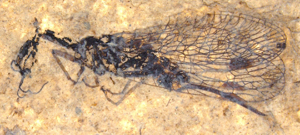 24809853_web1_210415-SIN-driftwood-fossil-snakeflies_2