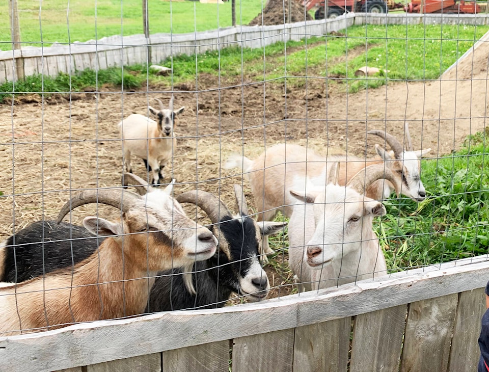 24884330_web1_Goats