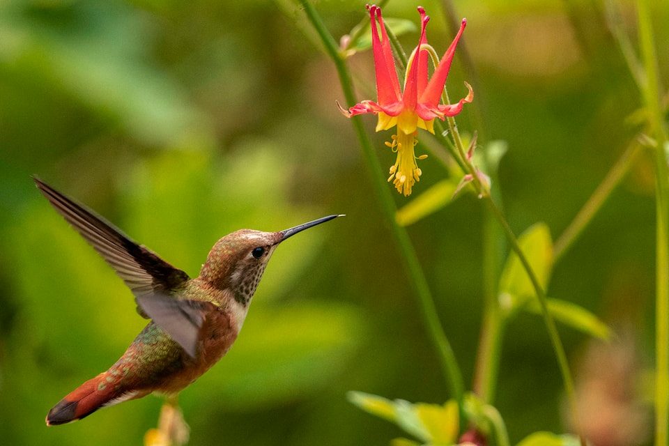 24969190_web1_Hummingbird