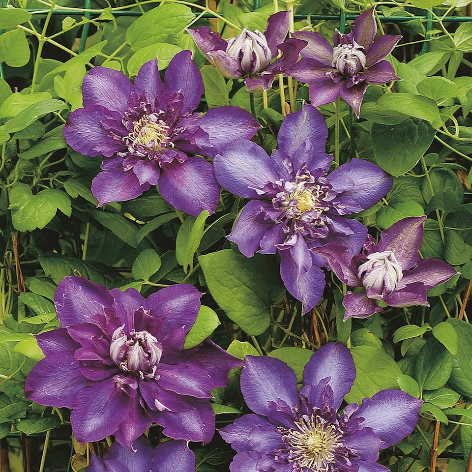 25392435_web1_Clematis-Royalty