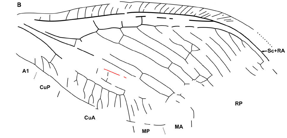 25407790_web1_210610-SIN-driftwood-fossil_1