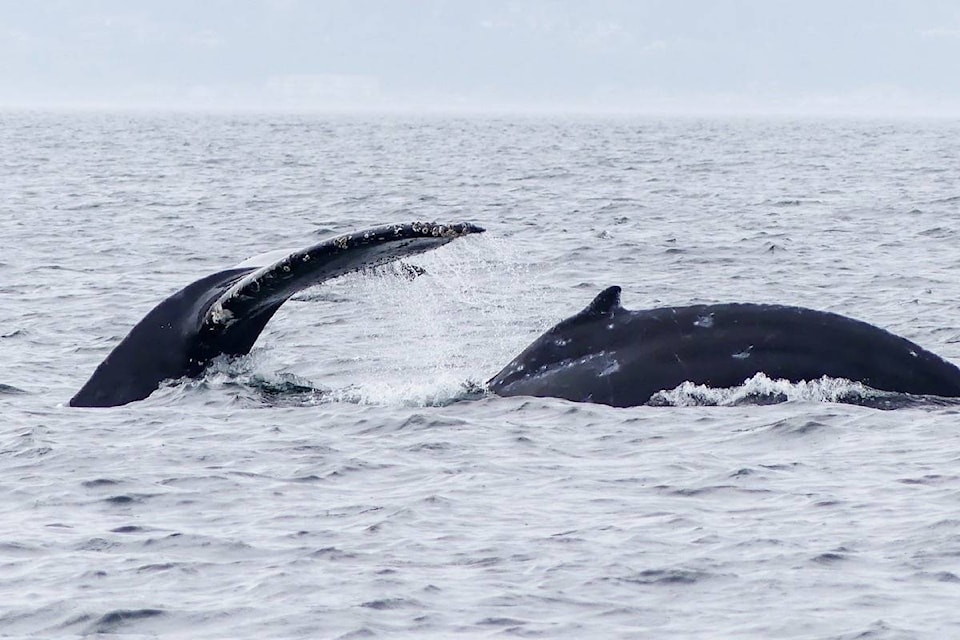 Halfpipe with his mother Split Fluke in 2019. Photo courtesy Kaitlin Paquette.