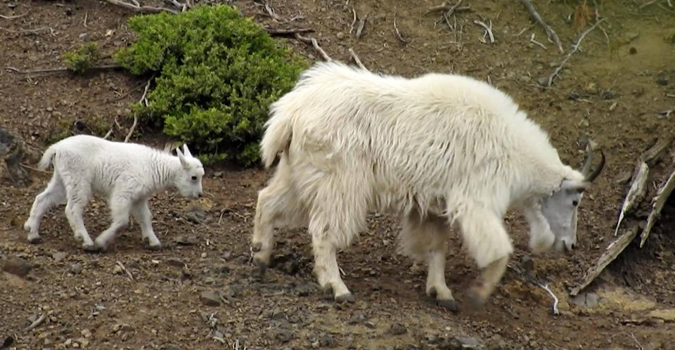 25862588_web1_210722-SIN-on-the-ropes-mountain-goats_1