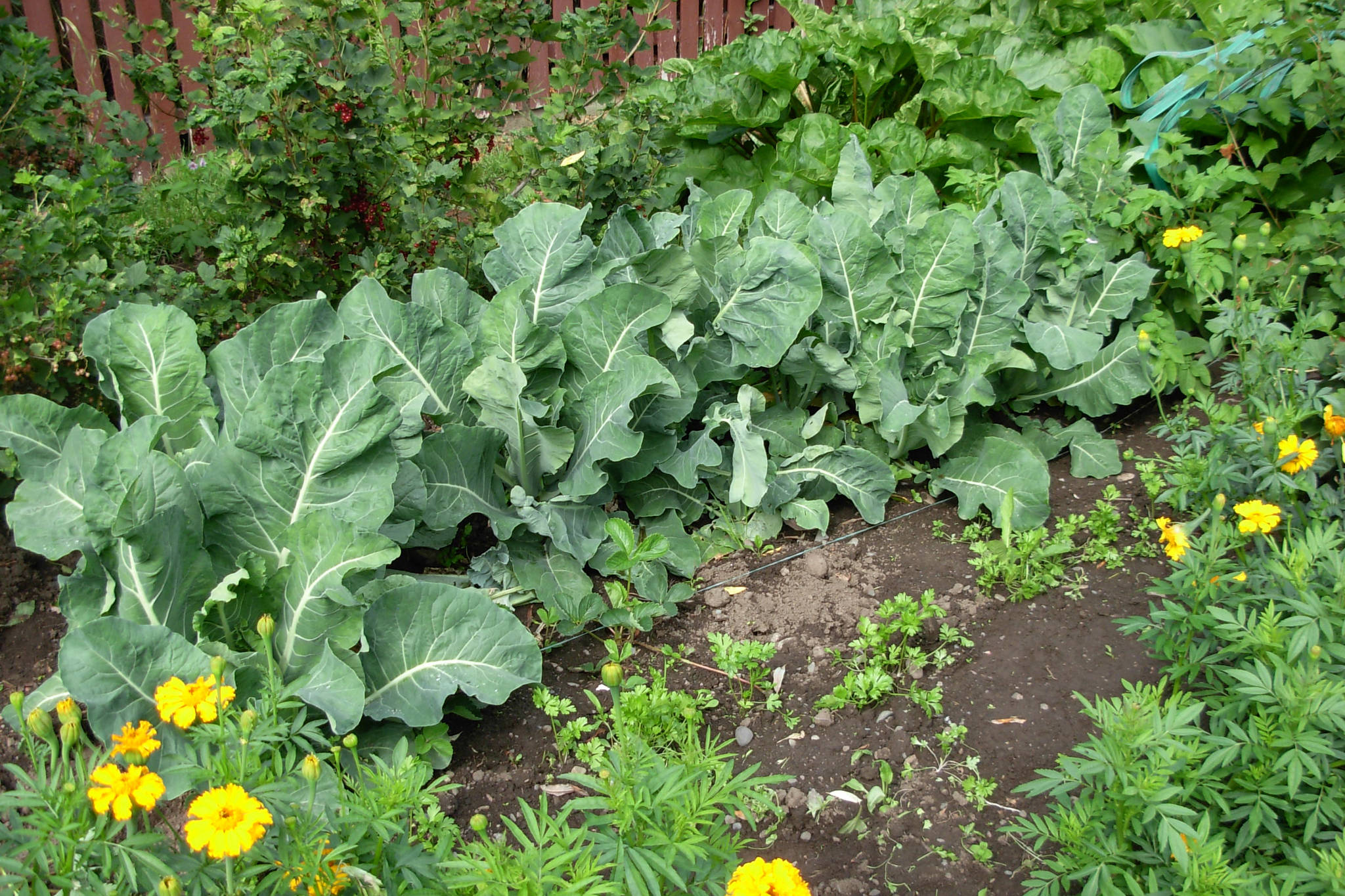 26013179_web1_210805-SIN-gardeners-corner-goldfish-cauliflower_1