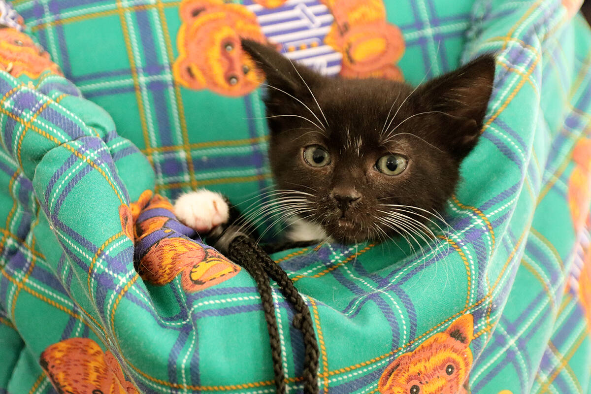 Espresso the kitten pops his tiny head out of a pouch in Anne Hawes apron. Photo: Laurie Tritschler