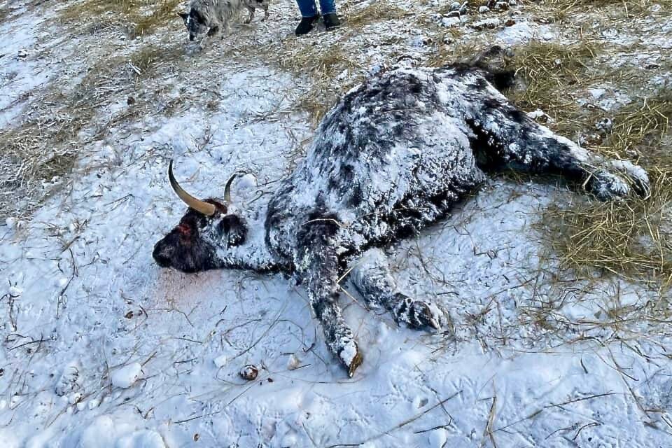 27670834_web1_211229-SIN-Cattle-starving-in-Hazelton-photo_1