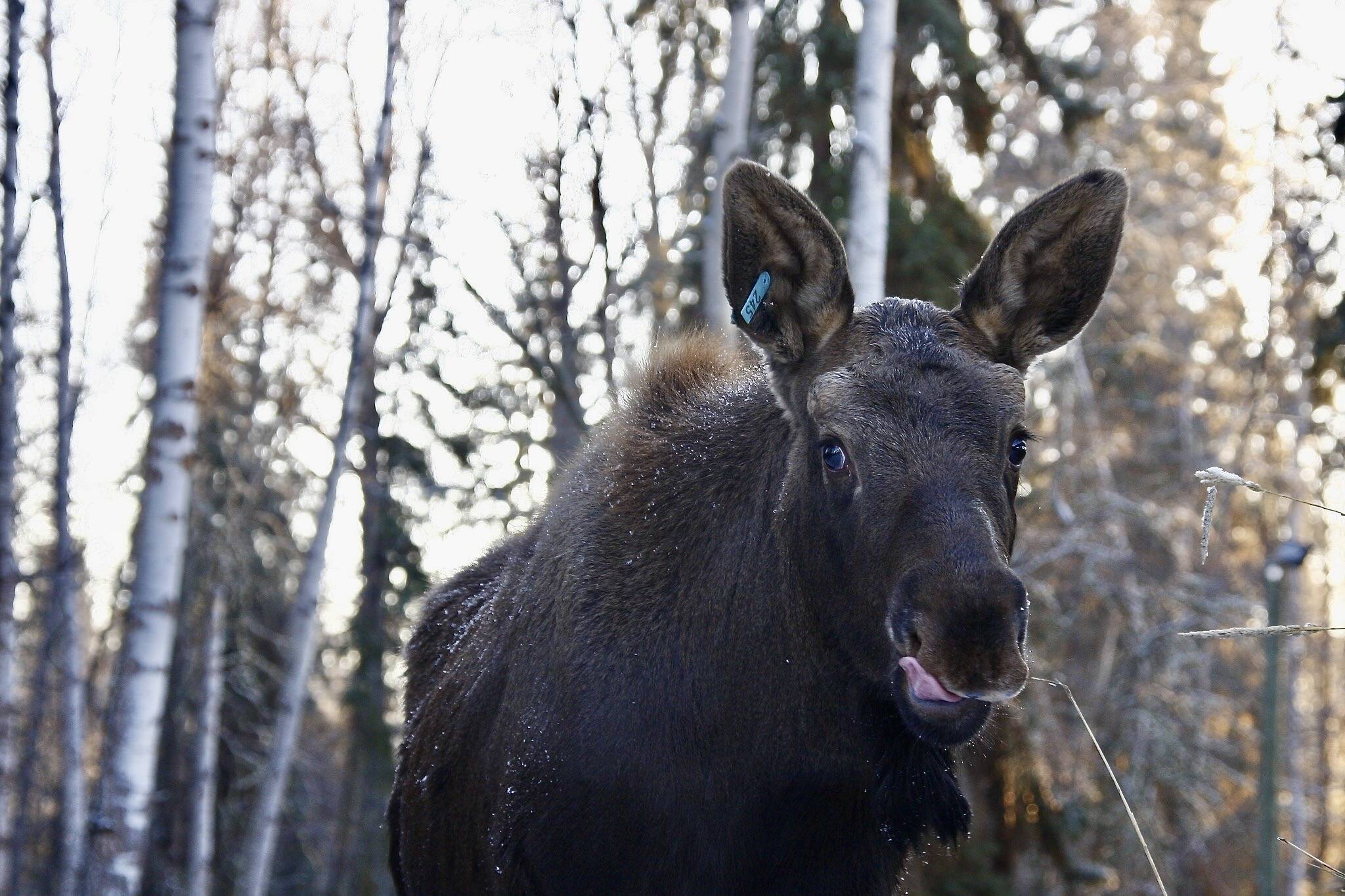 27454072_web1_220106-SIN-Northern-Lights-Wildlife-Shelter-update-photos_5