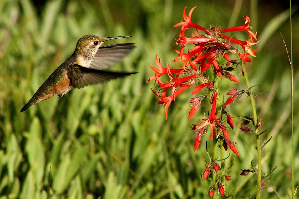 30124384_web1_220825-SIN-NATURE-NUT-take-down-hummingbird-feeders_1