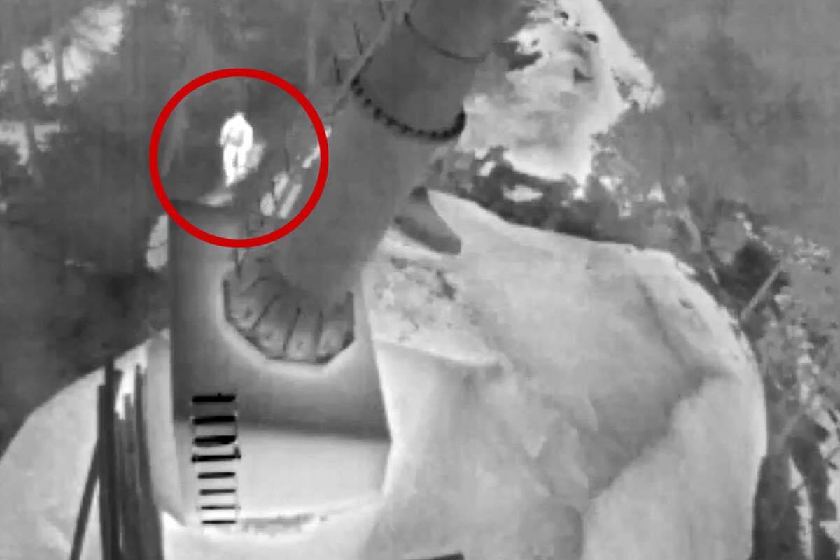 A thermal image shows the person police believe cut cables on the Sea to Sky gondola in both 2019 and 2020. It was released, along with a new reward for information, on Sept. 14. (Photo courtesy of BC RCMP)
