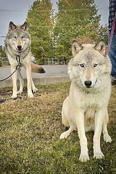 30664644_web1_221020-SIN-Zar-Wolf-Dog-coming-to-Smithers-to-protest-wolf-cull-photos_2