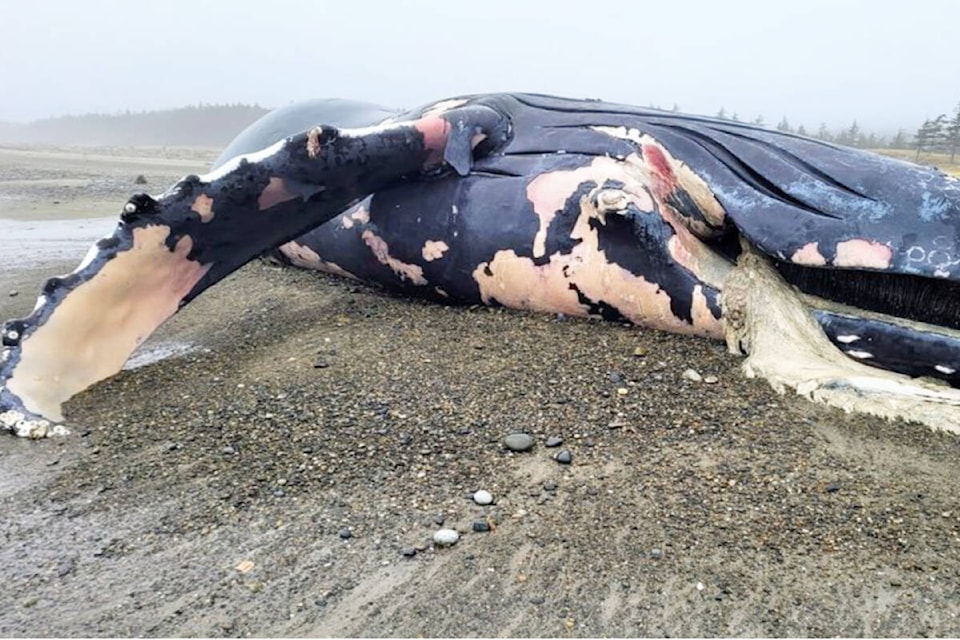 31057796_web1_221124-PRU-HGO-fourth-dead-humpback-whale-fourth_1