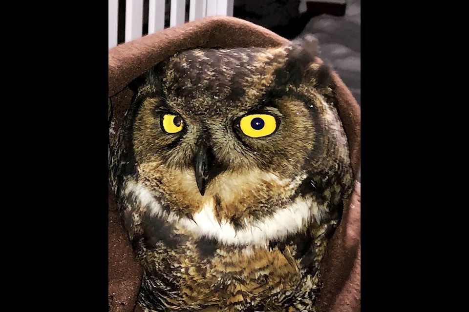Great Horned Owl Lucky was rescued by Murray Zelt and his nephew Matt Pistell back in December. (Murray Zelt photo)