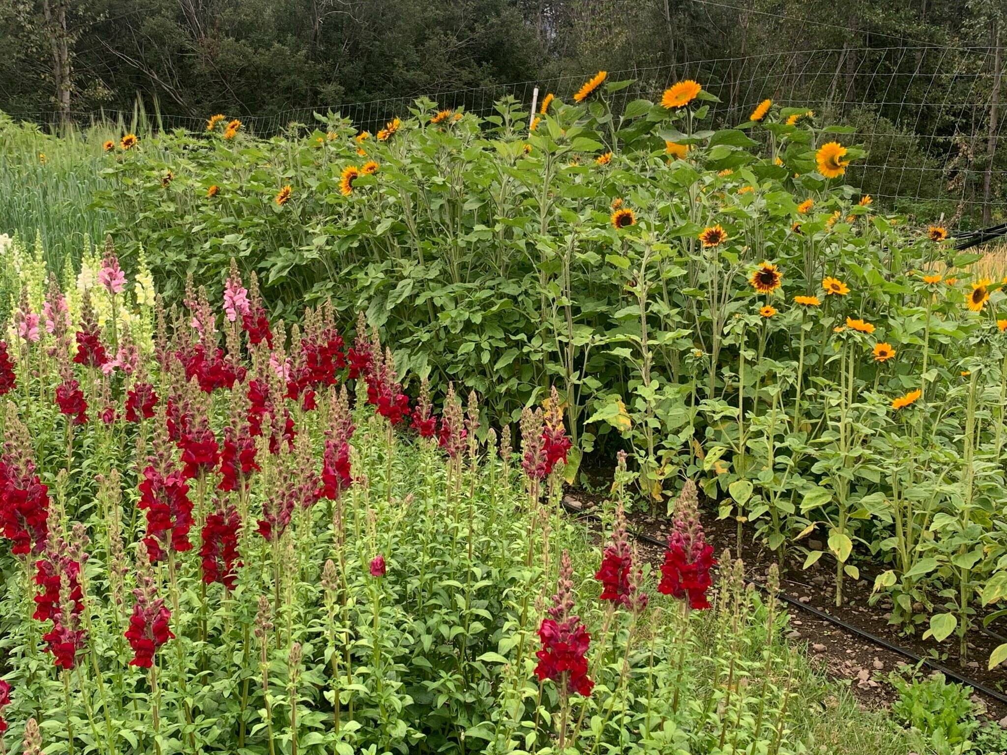 33672830_web1_230901-BPD-HARVEST-BCNORTH-SIN-BulkleyFlowers-High-Slope-Acres_3