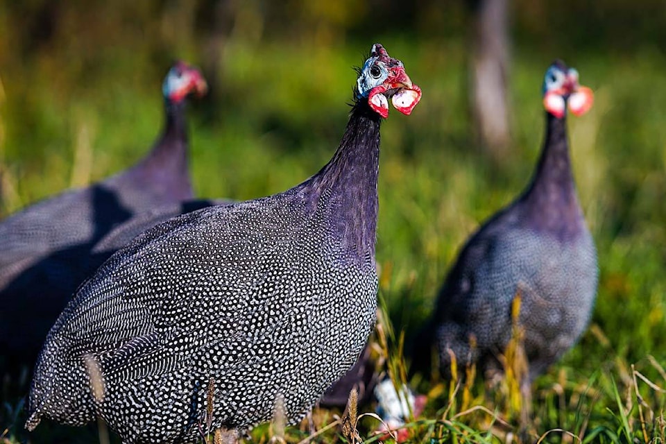 33959684_web1_230920-BPD-FowlHens-Pets-GuineaFowl_1