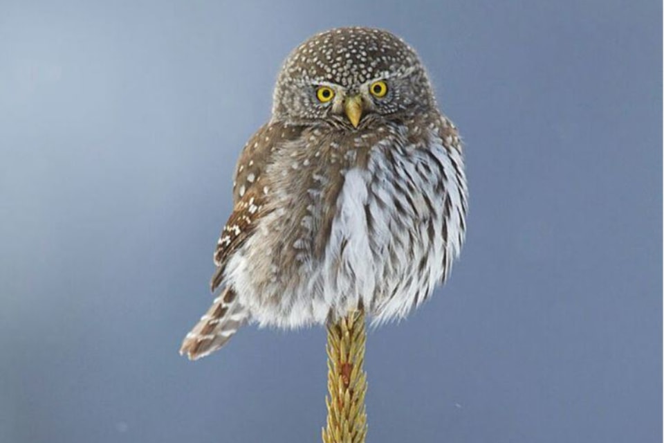 Northern pygmy owl.
