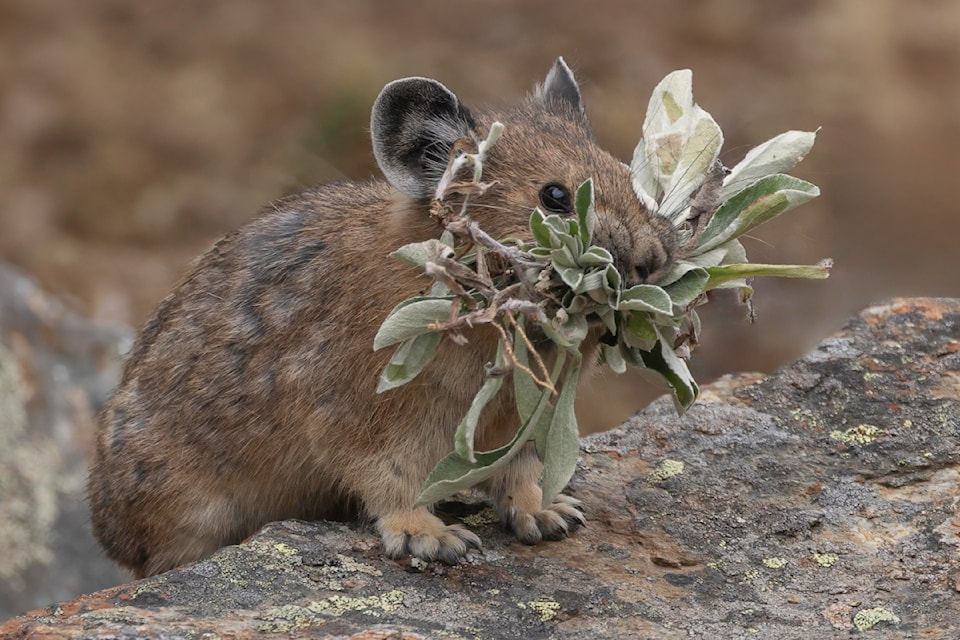 Pika collecting food for the winter in the Nicomen Valley near Chilliwack.
