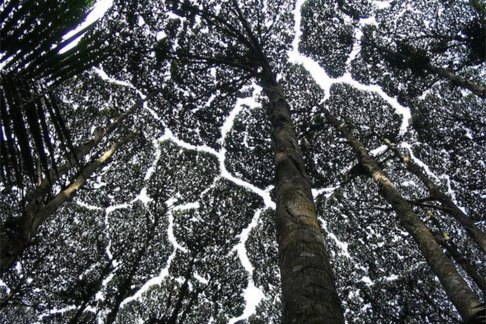 crown-shyness-2