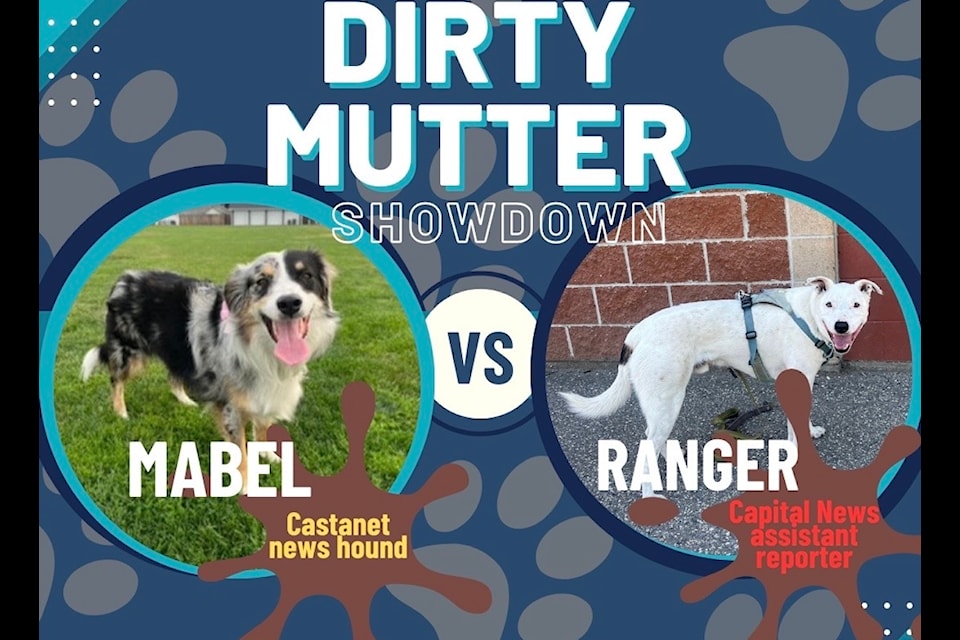  assistant reporter Ranger challenges Castanet news hound Mabel to a muddy dog showdown