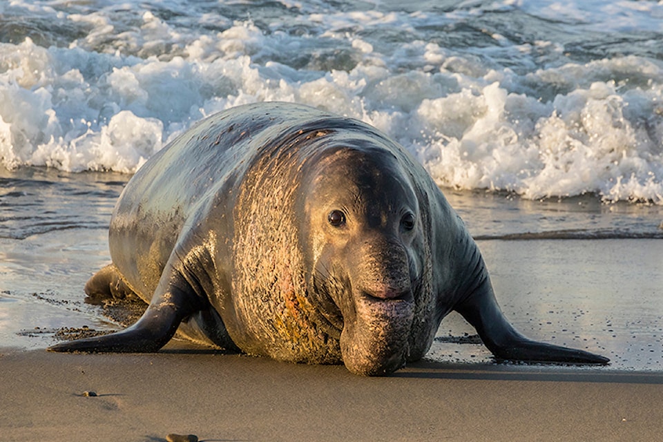 elephant-seal-free-diver