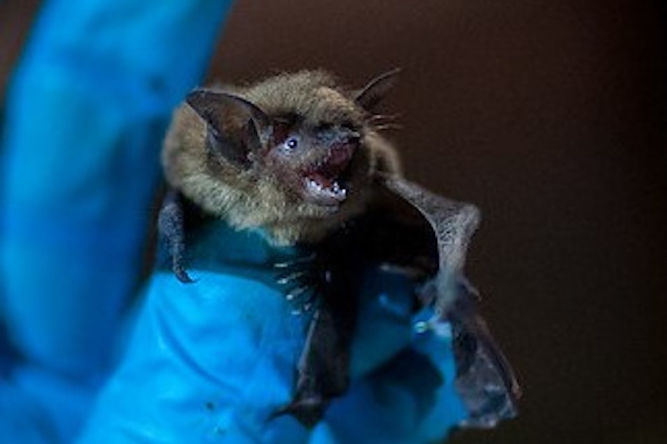 little-brown-bat