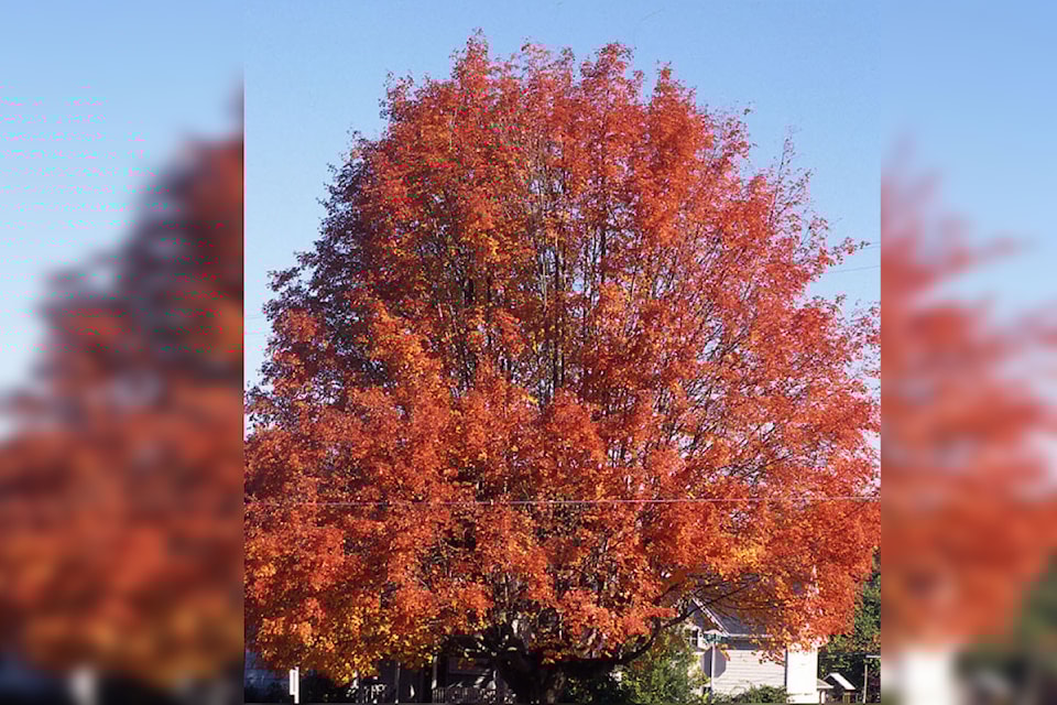 sugarmaple