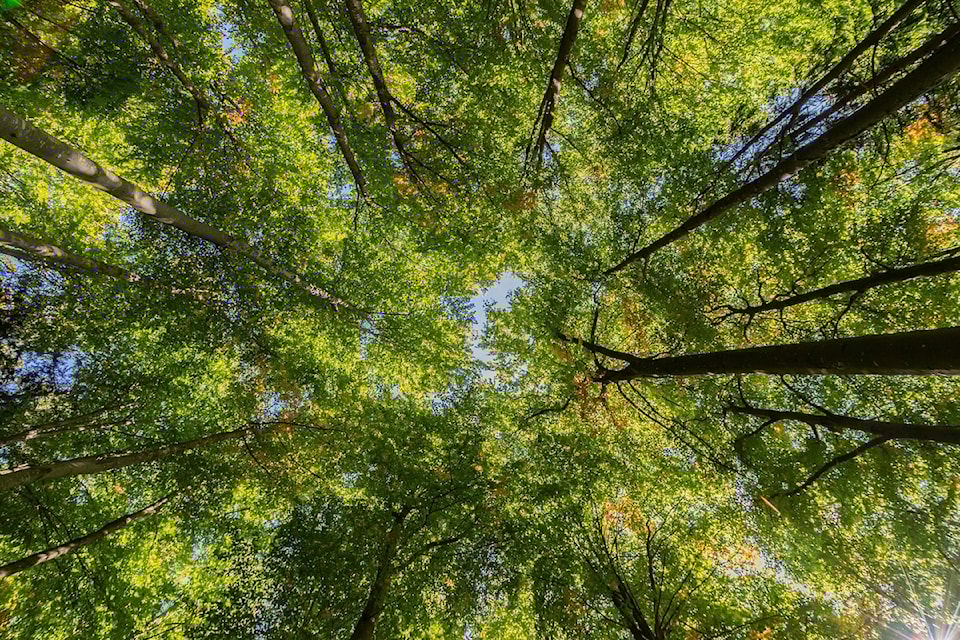 treetop-2782858_1280