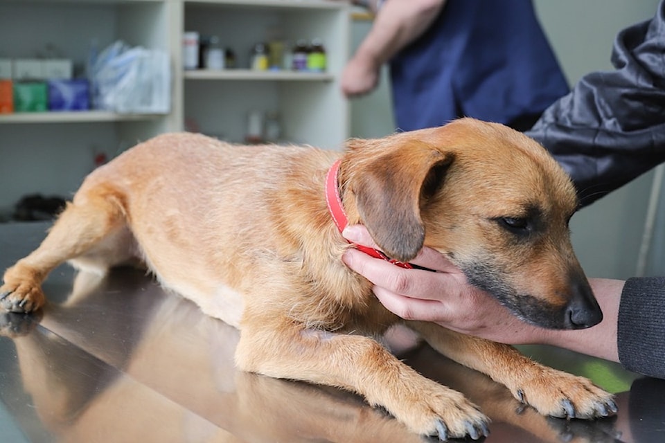 veterinarian-4906607_1280