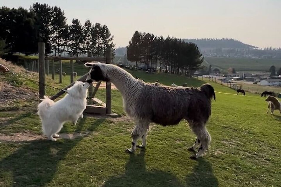 Animals at the Rescue Ranch Society love donated food scraps