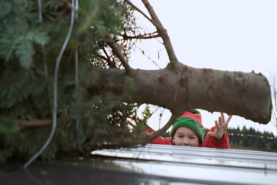 treechipping