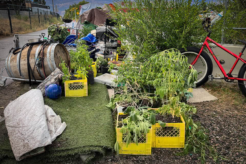 Vegetables from 鶹ѡ's Tent City that were uprooted to comply with bylaw demands. 