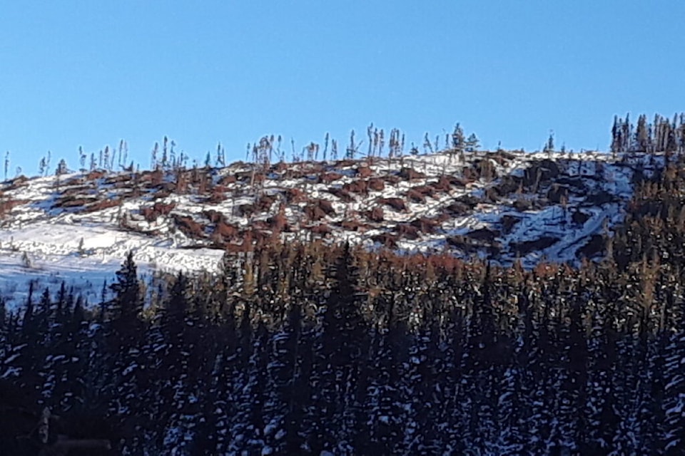 Environmental groups say salvage logging operations commenced in December 2023, only four months after the Glen Lake wildfire September.