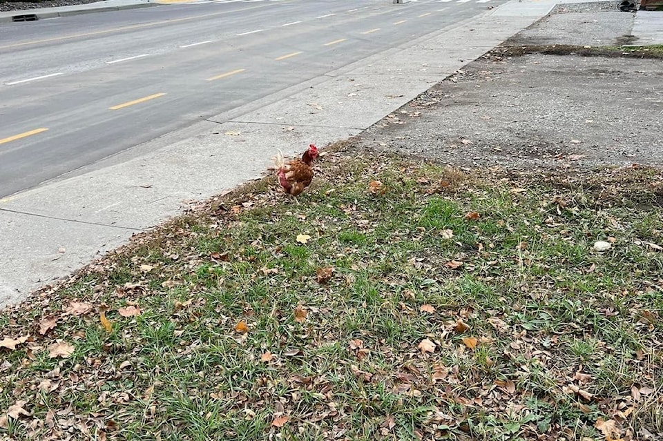 chicken-run