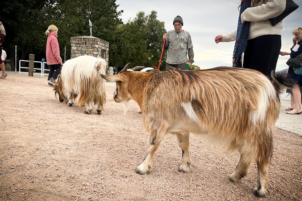 Greg Kauter and his four silky fainting goats in downtown 91Ѽ on Oct. 14