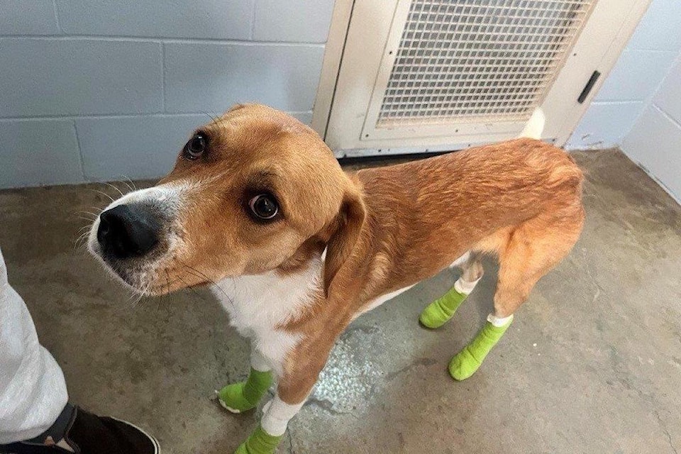Sunny, a collie-mix, is recovering in Kamloops after being dragged for 200 metres by a vehicle in Merritt.
