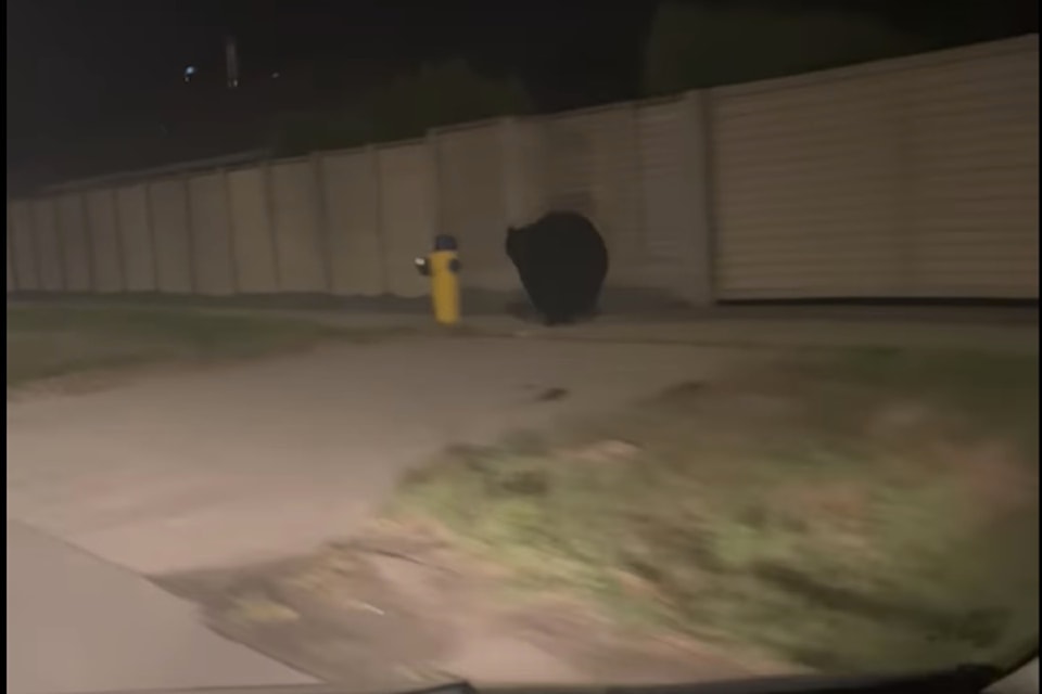 bear