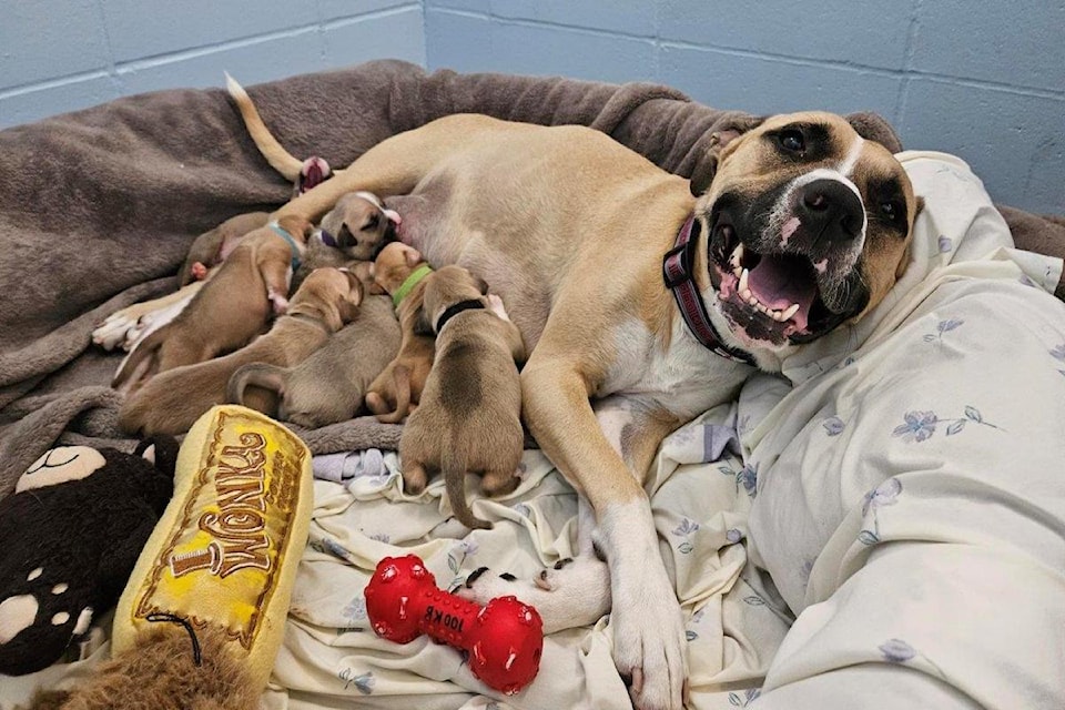 Ellie with her puppies. 
