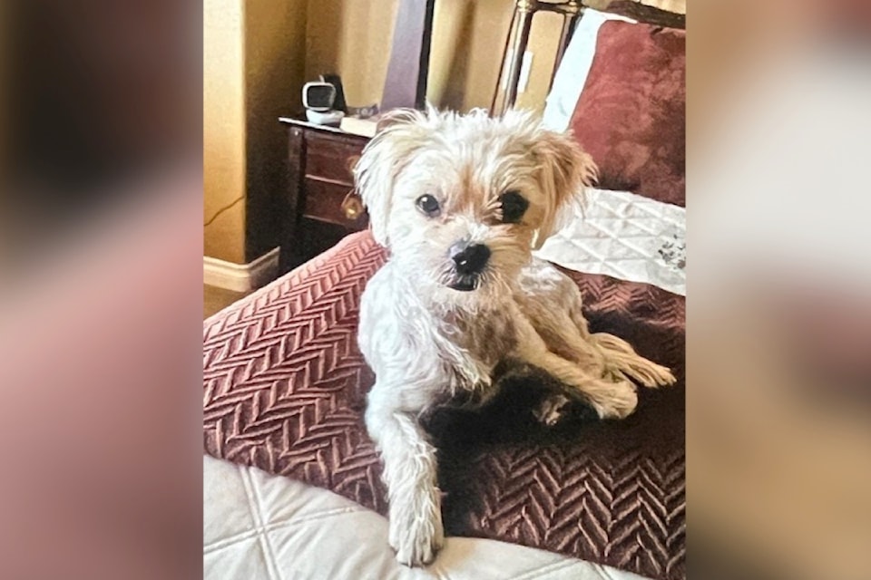 missing-dog-1