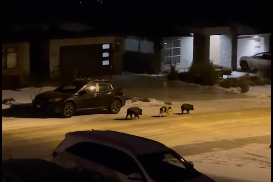 Three pigs lost in Lake Country