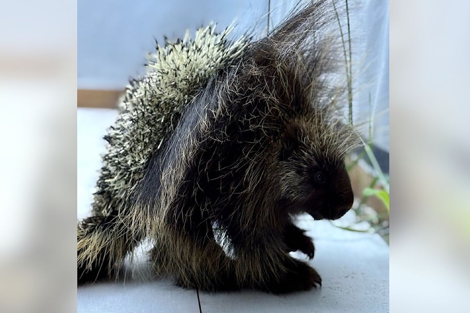 Porcupine extracted from aircraft by Interior Wildlife Rehabilitation Society 