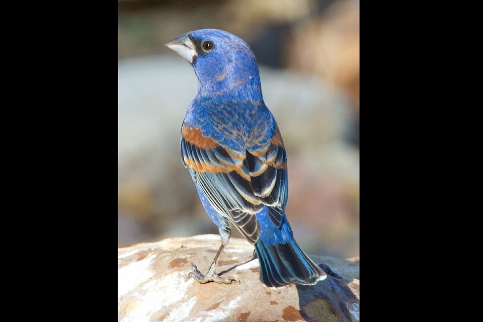 blue-grosbeak