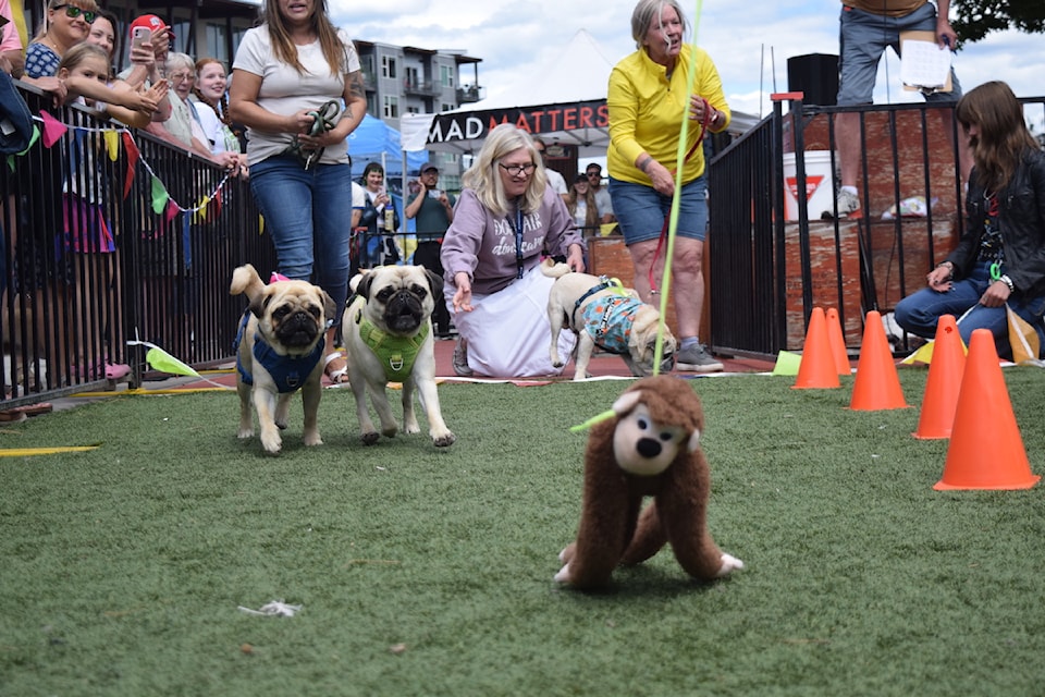 The Pug Dash at the Okanagan Pet Expo 2025. 