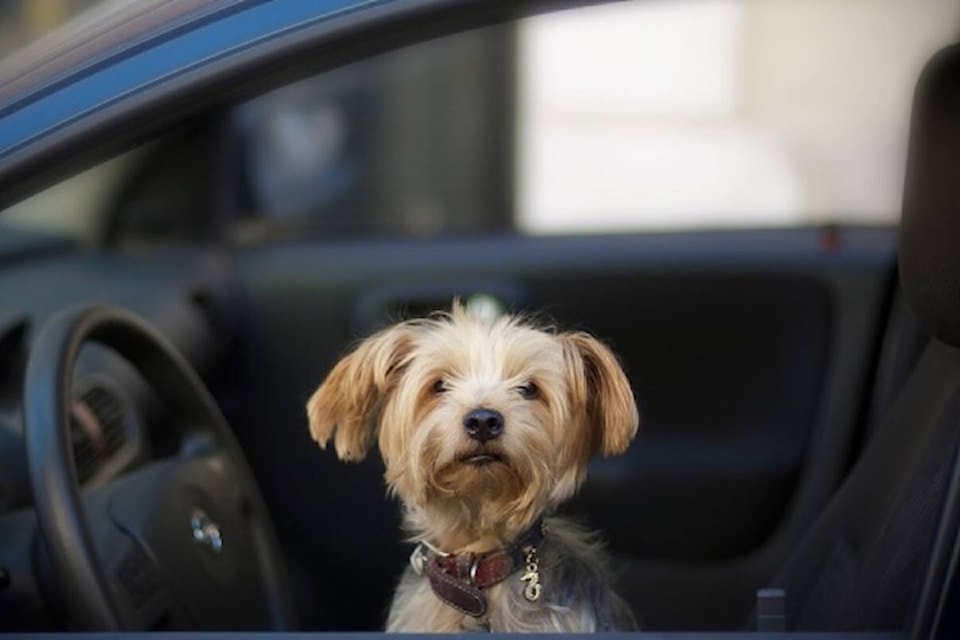 rdco_dogsincars