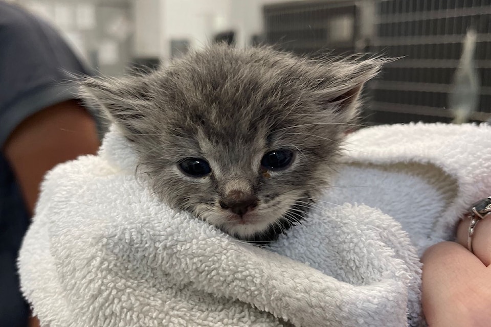 rescued-kitten-2