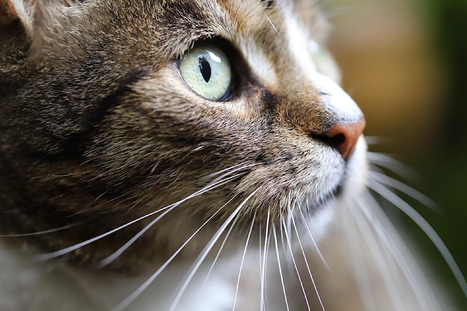 cat-6664360_1280