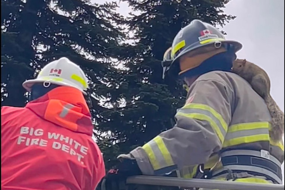 Douglas the squirrel was rescued from a tree at Big White by the Fire Department 
