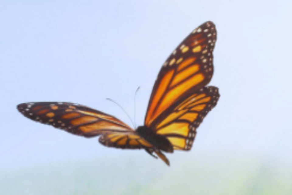 butterfly
